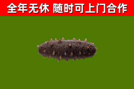 江门烟酒回收干海参.jpg